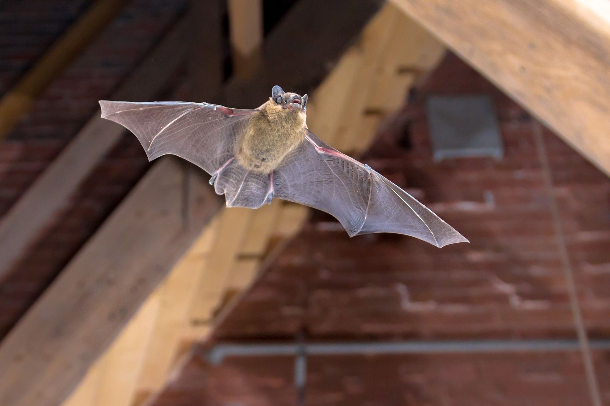 Pipistrelle bat in flight