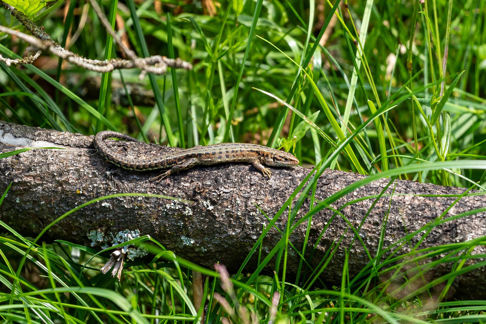 Common Lizard