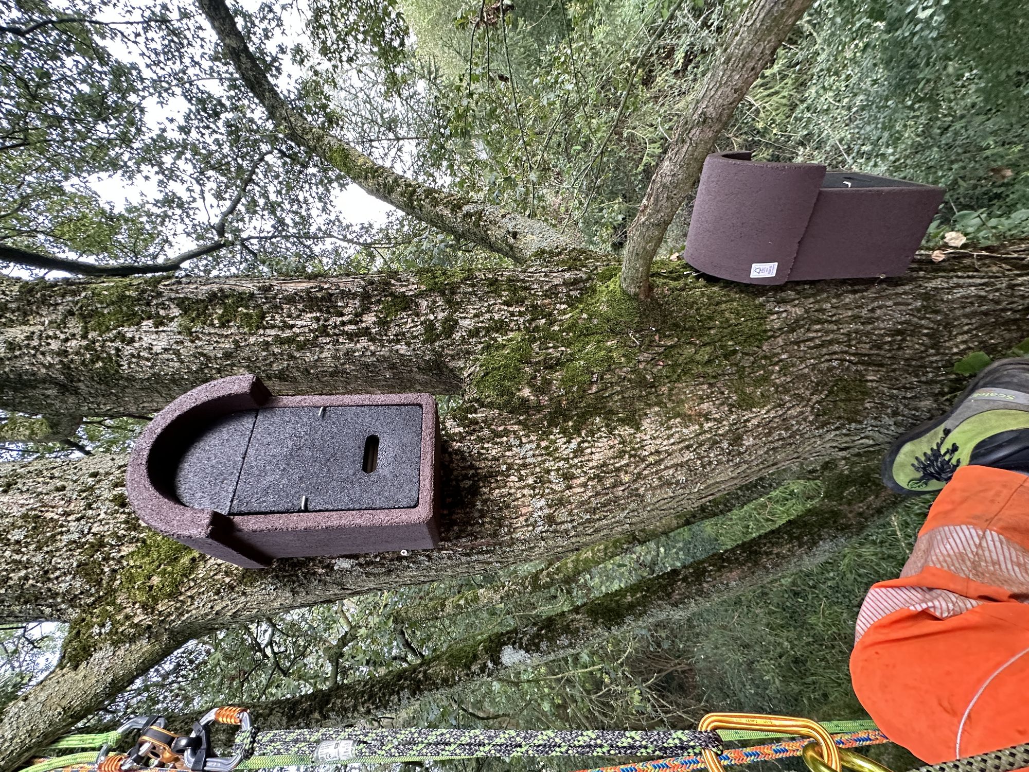 Bat boxes installed on tree during licensed survey