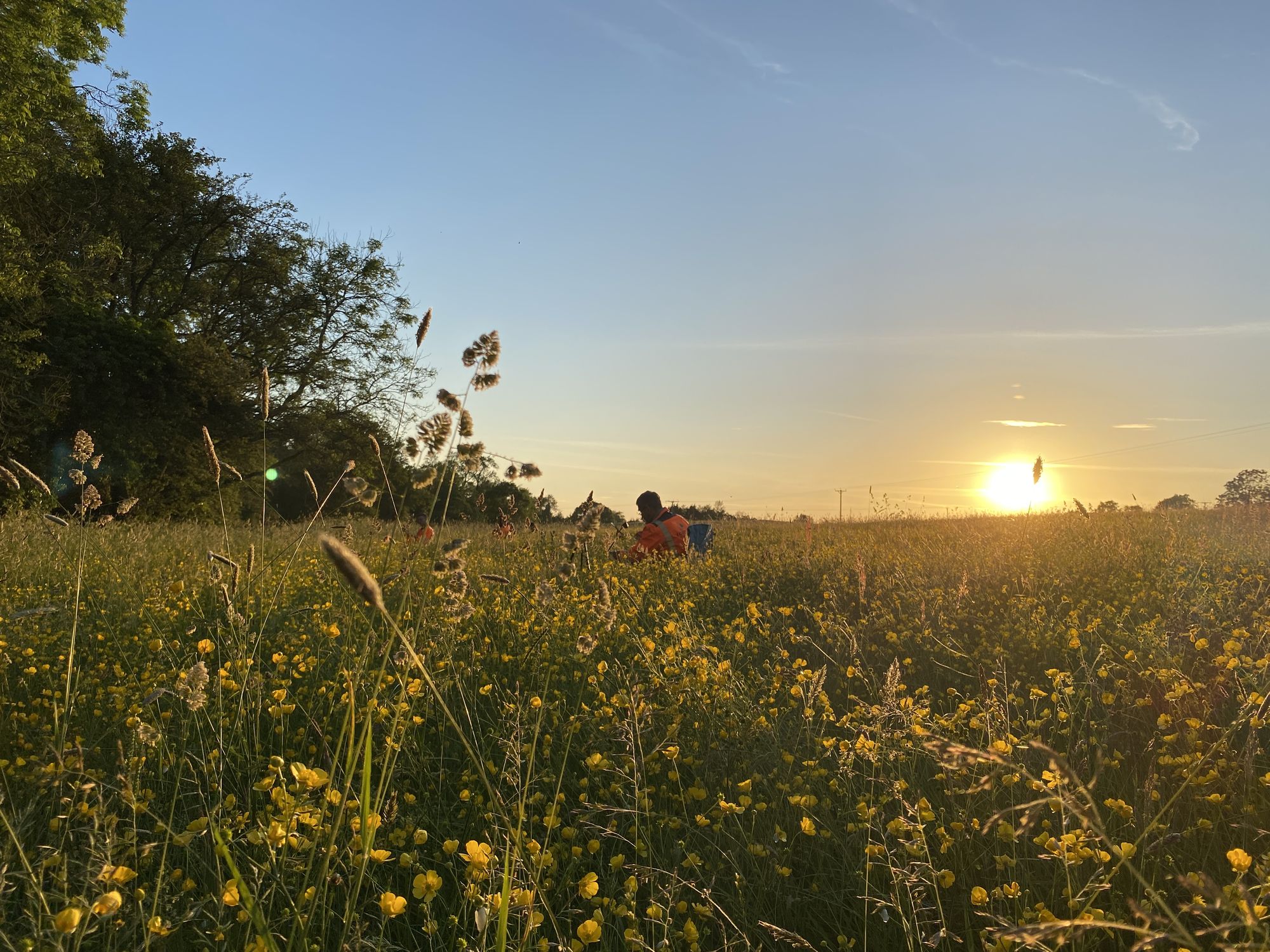 Bat survey at dusk in wildflower meadow