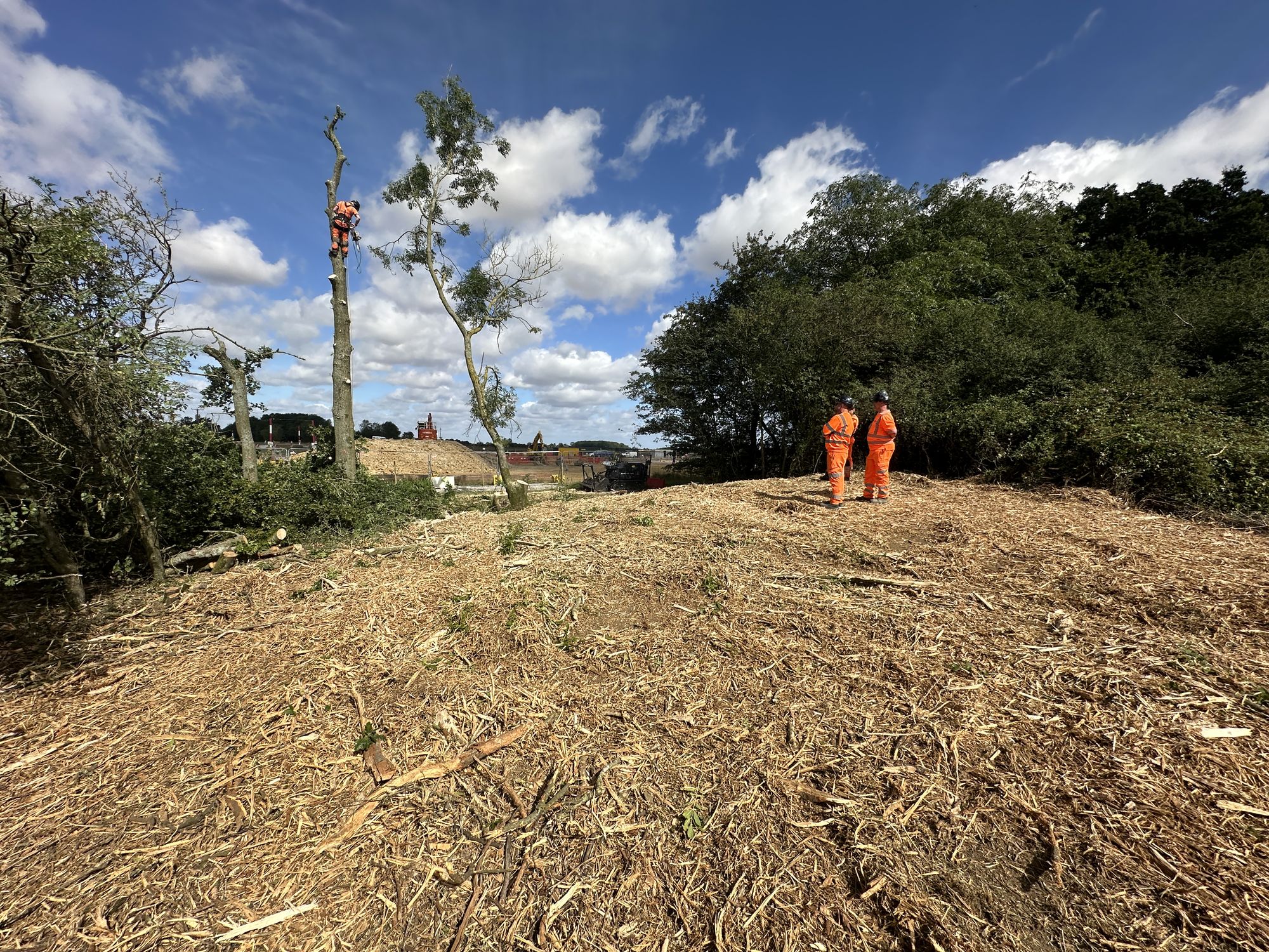 ECoW supervision during aerial tree works on a live construction site