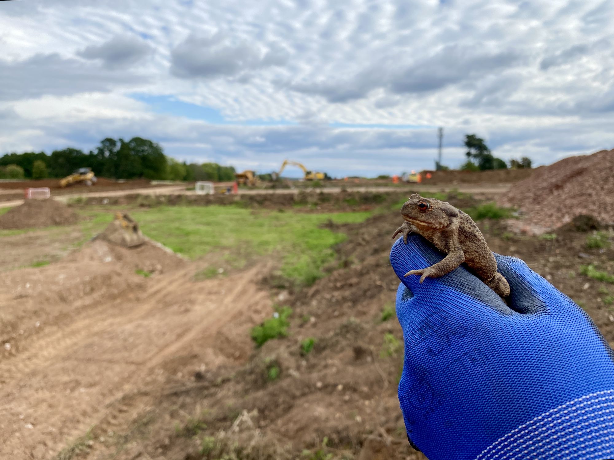 Common toad rescued during ECoW supervision on a live construction site